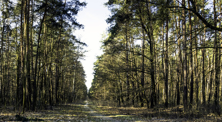 Sunny winter day in Kampinos National Park - Poland