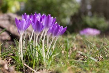 Krokusse lila