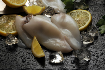 Loligo vulgaris Kalmari Calamar European squid Calamaro Gemeiner Kalmar Lula Calamari Calmar Обыкновенный кальмар lignja Lula-comum לוליגו שקוף © Comugnero Silvana