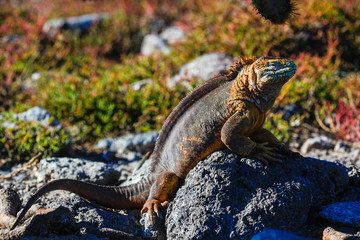 Terrestrial Iguana, full length profile view sunbathing, South Plaza, Galapagos