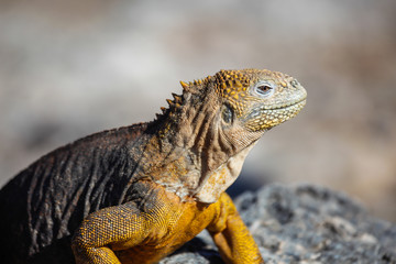 Small land iguana profile view sunbathing, South Plaza