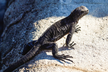 Small black iguana sunbathing on the rocks