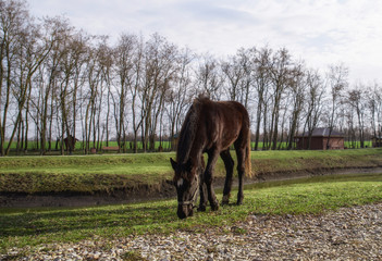 Naklejka premium horse grazing at the ranch in the spring