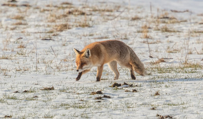 fuchs