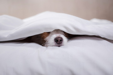 Dog in bed. Jack Russell Terrier