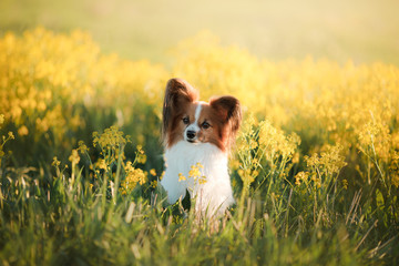 Dog in the grass. Papillon.