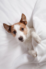 Dog in bed. Jack Russell Terrier
