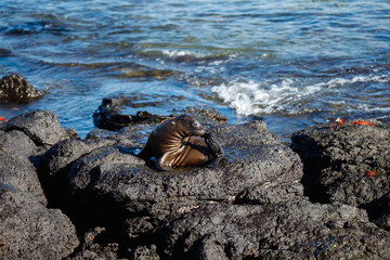Small sea lion scratching his nose on beach rocks