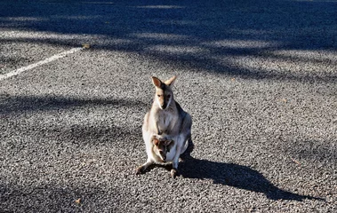 Papier Peint photo autocollant Kangourou Cute small wild grey kangaroo with baby in parking lot