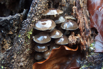Grzyb nadrzewny grzybówka dzwoneczkowata Mycena tintinnabulum