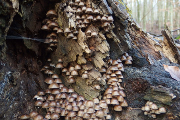 Grzyb nadrzewny grzybówka dzwoneczkowata Mycena tintinnabulum