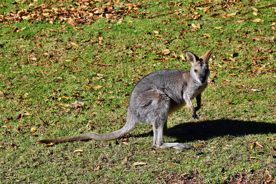 Young cute wild grey kangaroo