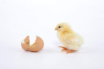 H&uuml;hner K&uuml;ken sitzt frisch geschl&uuml;pft neben einem zerbrochenen Ei