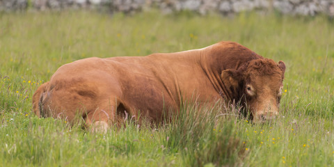 Fototapeta na wymiar Limousin Bull 