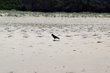 Australian black raven (Torresian crow) on beach  in Noosa National Park