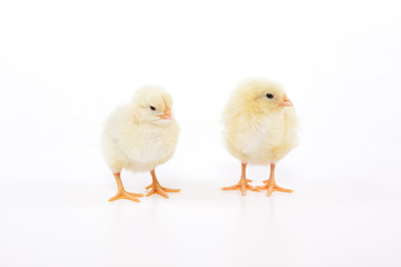 Süße kleine gelbe Hühner Küken stehen im Studio