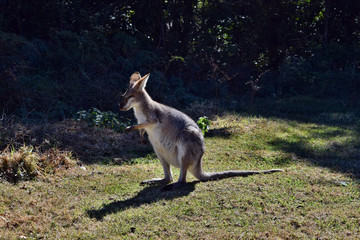 Young cute wild grey kangaroo