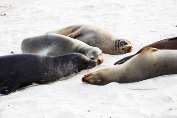 Fototapeta premium Group of sea lions on the beaches of Galapagos