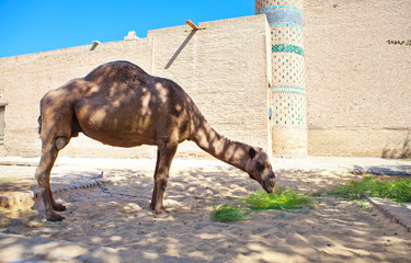 .camel near ancient city wall. Uzbekistan. Khiva..