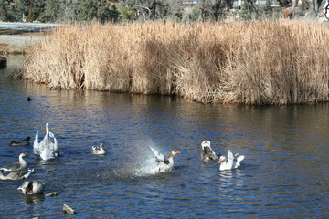 Ducks and Geese on the Water