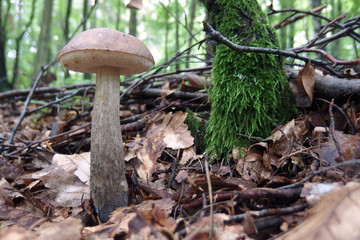 Grzyb koźlarz babka Leccinum scabrum © Iwona
