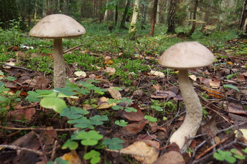 Grzyb koźlarz babka Leccinum scabrum © Iwona