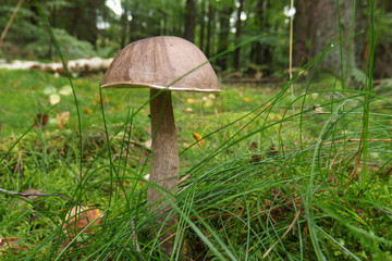 Grzyb koźlarz babka Leccinum scabrum