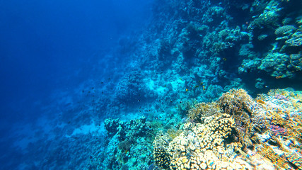 corals on the seabed