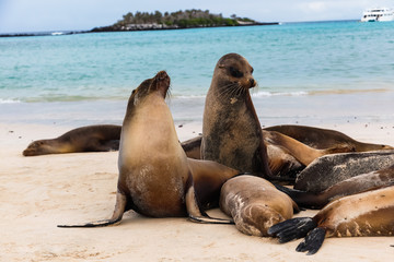 Fototapeta premium Group of sea lions on the beaches of Galapagos