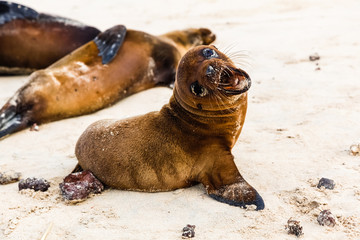 Obraz premium Sea lion baby on the beaches of the Galapagos