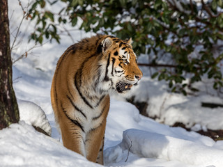 Siberian tiger, Panthera tigris altaica, walking in the snow in the forest. Looking right.