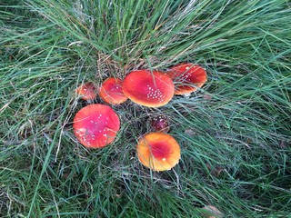 Pilze im Gras, Grün, Natur, Gift