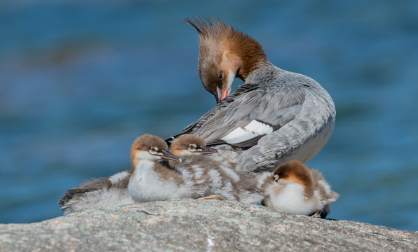 Common Merganser