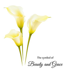 Realistic yellow calla lily. The symbol of Beauty and Grace.