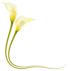 Realistic yellow calla lily corner. The symbol of Beauty and Grace.