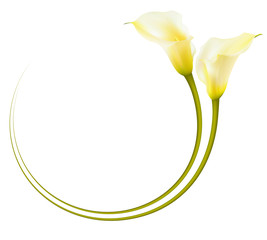Realistic yellow calla lily circle frame. The symbol of Beauty and Grace.