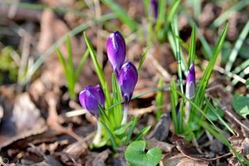 Jolies fleurs de crocus du printemps