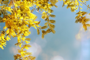 Fototapeta na wymiar Blue sky and yellow mimosa blooming fluffy branches