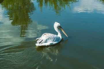 Pelican Bird Swimming at Lake