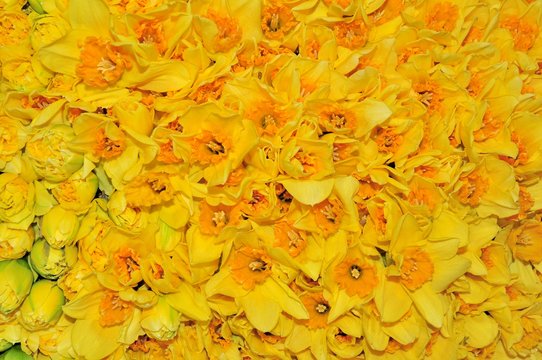 Des jonquilles dispos&eacute;es en groupe pour la f&ecirc;te de la jonquille de G&eacute;rardmer