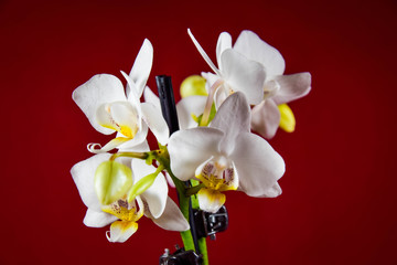 Orchid
