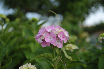 日本の街で見かける植物