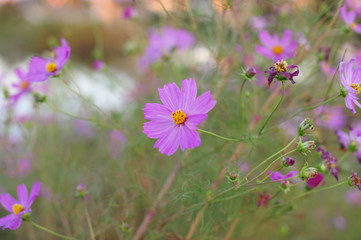 日本の街で見かける植物