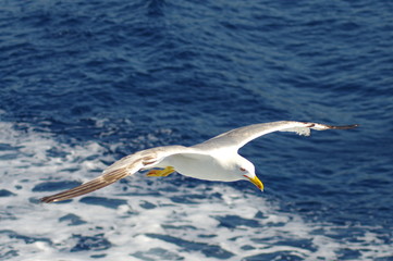 Fototapeta na wymiar Bird in flight. White seagull flying over the blue sea.