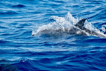 Spotted dolphin (Stenella frontalis) a summer visitor to Pico island 