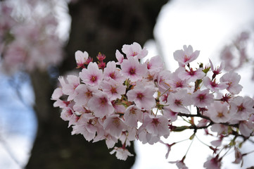日本の街で見かける植物