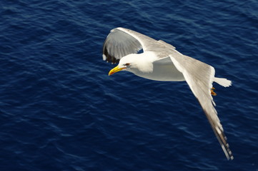 Bird in flight. White seagull flying over the blue sea.