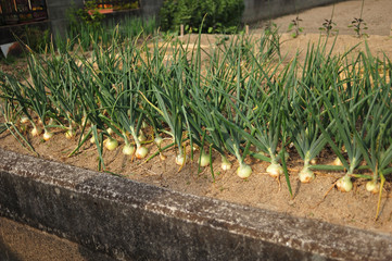 日本の街で見かける植物