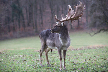 Naklejka na ściany i meble Single male Fallow Deer (Dama Dama) on the Meadow