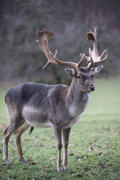 Single male Fallow Deer (Dama Dama) on the Meadow © Benshot